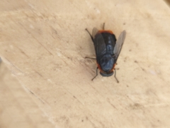 Osca lata