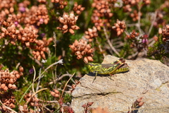 Chorthippus binotatus
