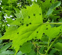 Daktulosphaira vitifoliae