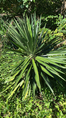 Yucca aloifolia