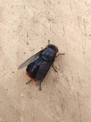 Osca lata