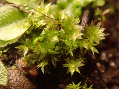 Ptychostomum pseudotriquetrum