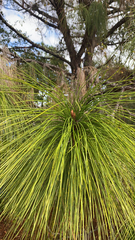 Pinus palustris