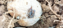 Scorpiones