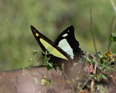 Polyura athamas