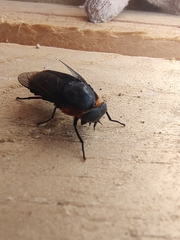 Osca lata
