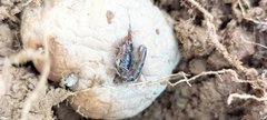 Scorpiones