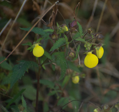 Calceolaria tripartita