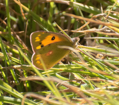 Colias fieldii