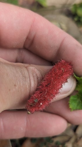 Image of Acalypha herzogiana by (c) Darrin Gobble, some rights reserved (CC BY)