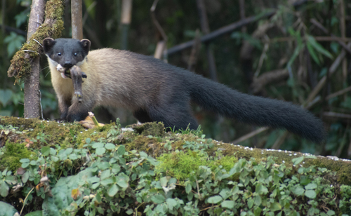 Yellow-throated Marten