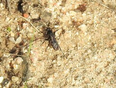 Anoplius viaticus