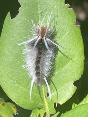 Halysidota cinctipes