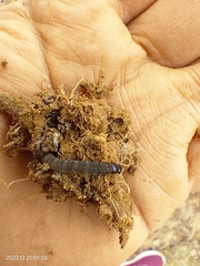 Lepidoptera