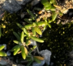 Spergularia rupicola