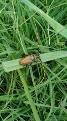 Retrachydes thoracicus