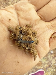 Lepidoptera