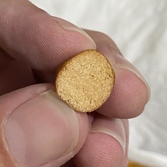 Zelleromyces cinnabarinus