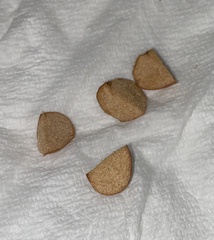 Zelleromyces cinnabarinus