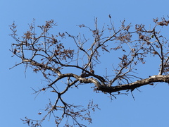 Terminalia elliptica