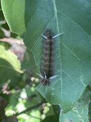 Halysidota cinctipes
