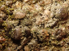 Lecidella stigmatea