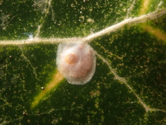 Aspidiotus hedericola