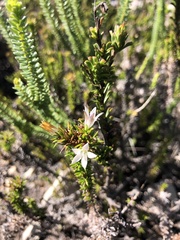 Wahlenbergia calcarea
