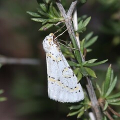 Philtraea paucimacula
