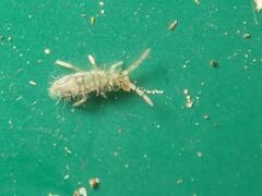 Entomobrya nivalis