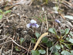 Viola serpentinicola