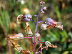 Lachenalia hirta