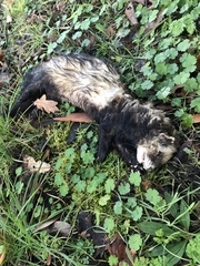 Mustela putorius