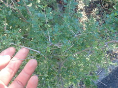 Fraxinus greggii