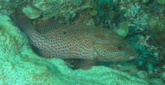 Cephalopholis cruentata