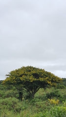 Vachellia kosiensis