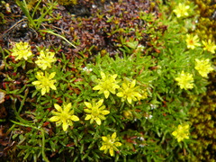 Saxifraga saginoides