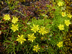Saxifraga saginoides