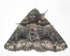Pericyma atrifusa