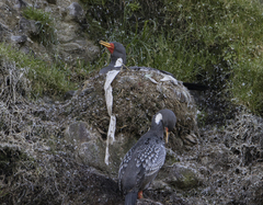 Poikilocarbo gaimardi