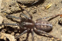 Segestria senoculata