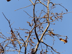 Terminalia elliptica