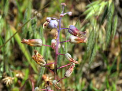 Lachenalia hirta