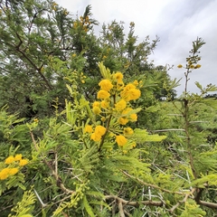 Vachellia kosiensis