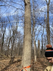 Phellodendron amurense