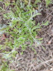 Rochelia retorta