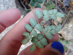 Pellaea intermedia