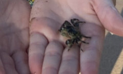 Grapsus tenuicrustatus