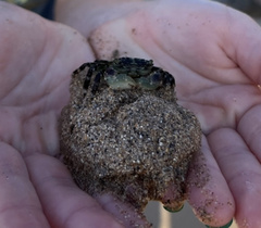 Grapsus tenuicrustatus