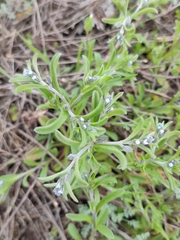 Rochelia retorta